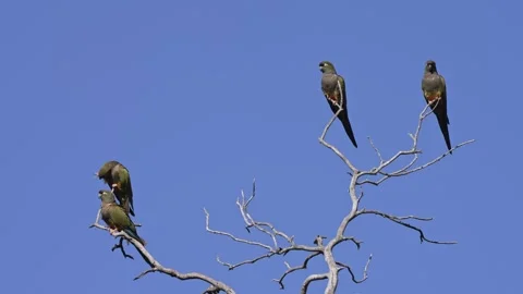 Burrowing Parrots Among Bare Branches Stockbeeldmateriaal 348800506