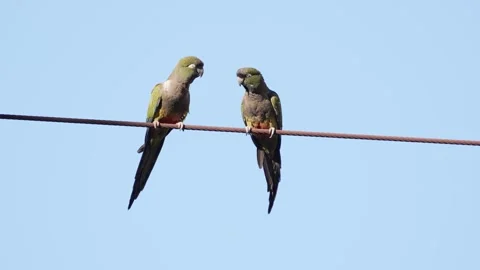 Burrowing parrots on a cable Stock Footage 333915754
