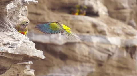 Burrowing parrots Stock-Footage 43220277
