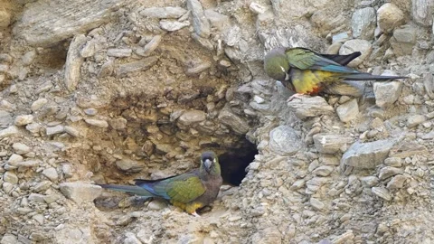 Burrowing Parrots Inspecting Nest Burrow on Rocky Cliff, Cyanoliseus patagonus Stockbeeldmateriaal 340845558