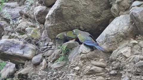 Burrowing Parrots Interacting on Rocky Cliff Wall in Argentina Stock Footage 337993949