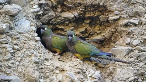 Burrowing Parrots Nestled in Rocky Cliffside Stock Footage 337659315