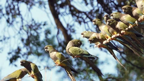 Burrowing Parrots Perched on Wire Stock Footage 333915763
