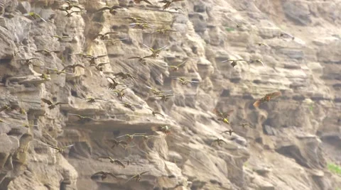 Burrowing parrots swarm Stock Footage 43206392