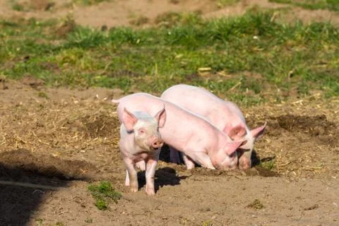 Burrowing piglets in free range management Stock Photos
