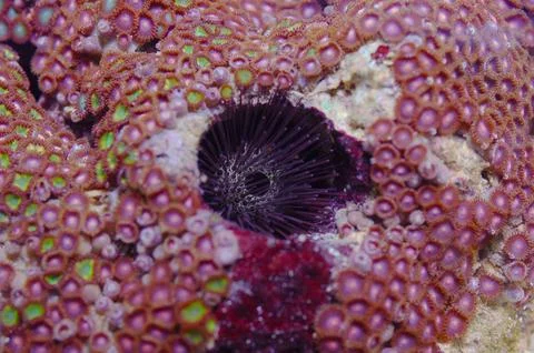 Burrowing Urchin in Giant Assorted Colored Zoanthid Rock, Zoanthus spp., 6.5 Stock Photos
