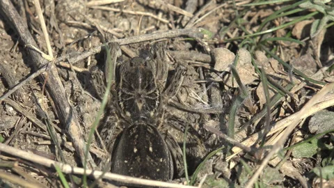 Burrowing wolf spider, large and furry, peeks out of its burrow, waiting Stock Footage 264153705
