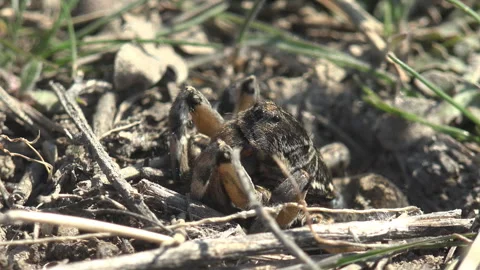 Burrowing wolf spider, large and furry, peeks out of its burrow, waiting Stock Footage 269791815