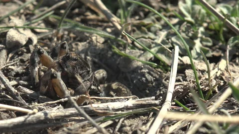 Burrowing wolf spider peeks out of its burrow, waiting for insects to attack Stock Footage 143155650