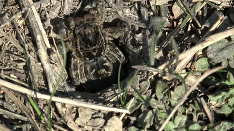 Burrowing wolf spider Sits on his burrow, waiting for insects to attack. Macro Stock Footage 143155600
