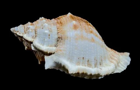 Bursa spinosa seashell on black background Stock Photos