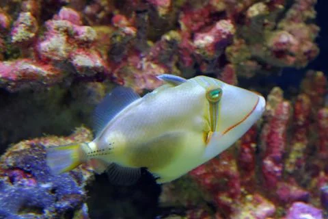 Bursa Triggerfish Stock Photos