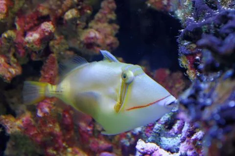 Bursa Triggerfish Stock-Fotos