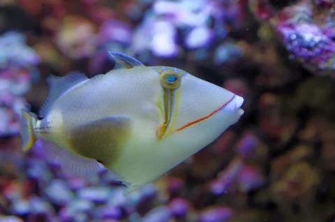 Bursa Triggerfish Stock Photos