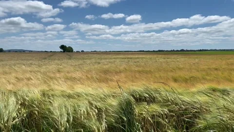 Burscough, UK 2025 July, 08; Barley Field; Crop swaying in the wind.  4k Video Stock Footage 312730341