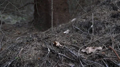 Burst of automatic weapon to blow up the fallen pine needles in the dark fore Stock Footage 81015444