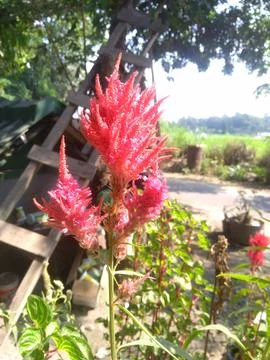 A Burst of Color in the Garden Foto stock