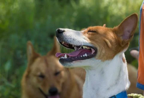 Burst of laughter on a Basenji's muzzle Stock Photos