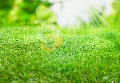 Burst of summer sunlight Stock Photos