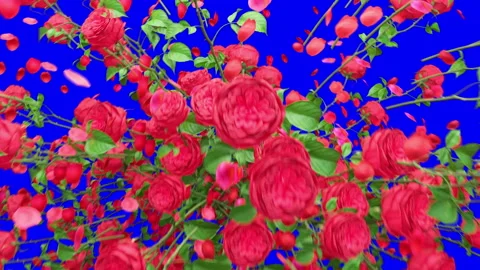 Bursting Rose on Blue Screen 3d rendering 스톡 동영상 310768804