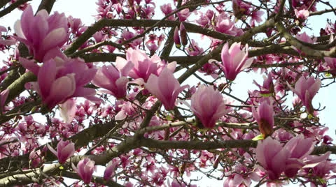 Bursting into spring Stock Footage 22768670