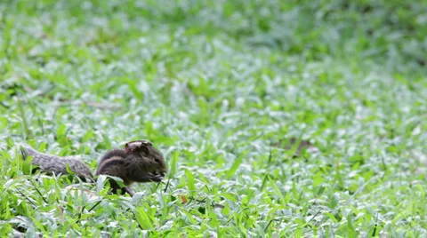 Burunduk Vídeo Stock 1079794