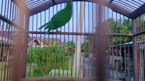 Burung cucak ijo Stock Footage 211814361
