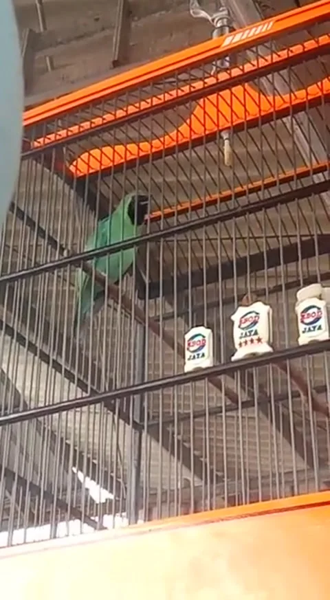 Burung Cucak ijo Stock Footage 240713237