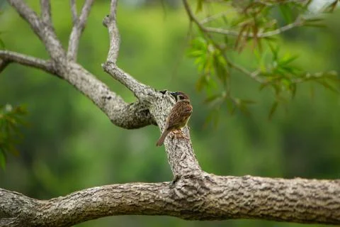 Burung gereja or eurasian sparrow Foto stock