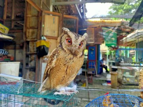 BURUNG HATU Foto stock