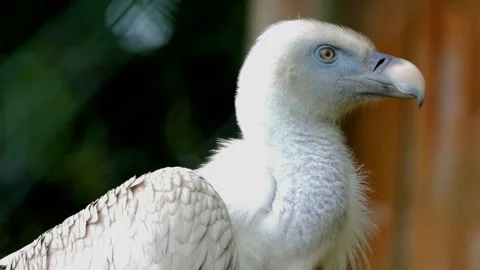 Burung - predator bird Stock Footage 219372464