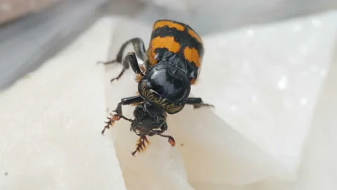 Burying beetle with parasites. Video stock 160332630