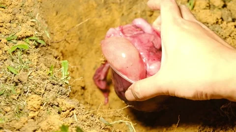 Burying human placenta Stock Footage 161009810