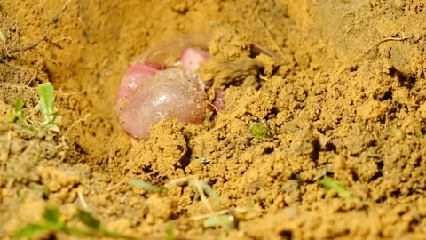 Burying human placenta Stock Footage 161009823