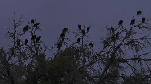 Burzzard Tree III 스톡 동영상 30364490