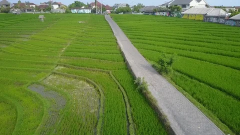 Bus Driving Through Shortcut Road Through Rice Fields in Canggu Bali Video stock 101786386