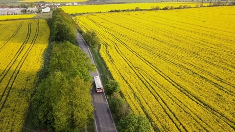 Bus rides between yellow field 스톡 동영상 127435748