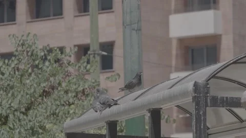 A bus stop and pigeons in Athens, Greece Stock Footage 346682890