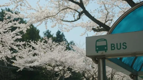 A bus stop with cherry blossoms in full bloom. Stock Footage 127149169