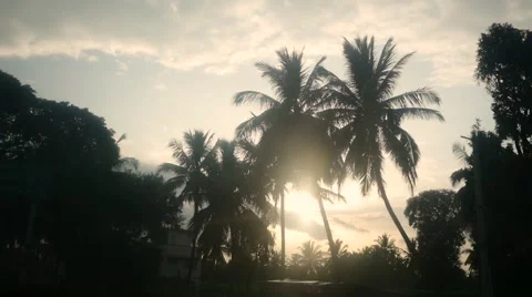 Bus view at palms during sunset Stock Footage 60730706