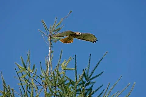 BUSE A QUEUE ROUSSE buteo jamaicensis Stock Photos