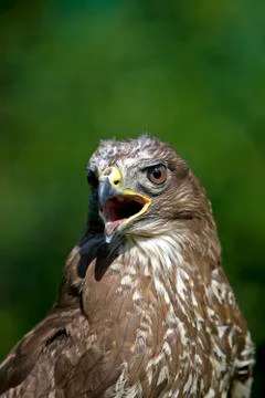 BUSE VARIABLE buteo buteo 스톡 사진