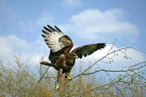 BUSE VARIABLE buteo buteo Fotos de archivo