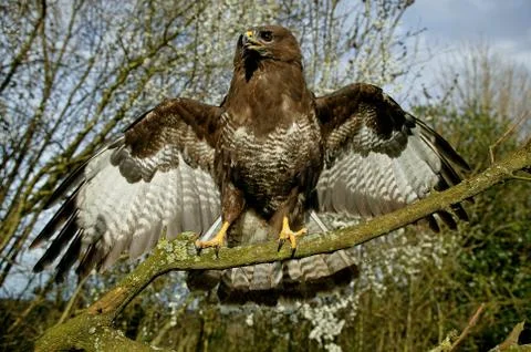 BUSE VARIABLE buteo buteo Stock-Fotos