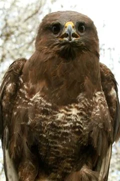 BUSE VARIABLE buteo buteo Fotos de archivo