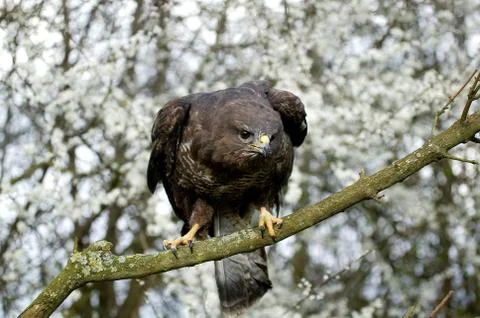 BUSE VARIABLE buteo buteo Stock-Fotos