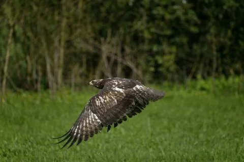 BUSE VARIABLE buteo buteo 스톡 사진