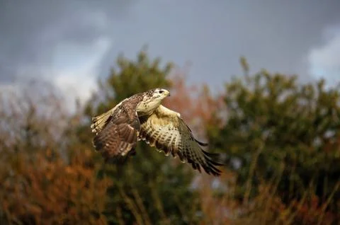 BUSE VARIABLE buteo buteo Fotos de archivo