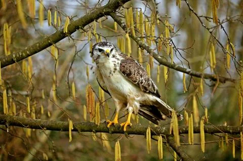 BUSE VARIABLE buteo buteo Stock-Fotos