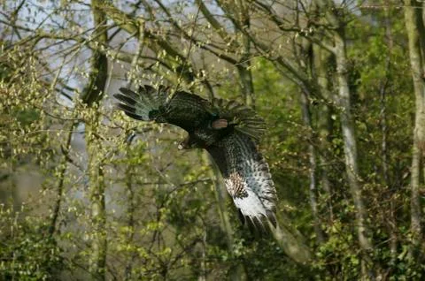 BUSE VARIABLE buteo buteo Fotos de archivo